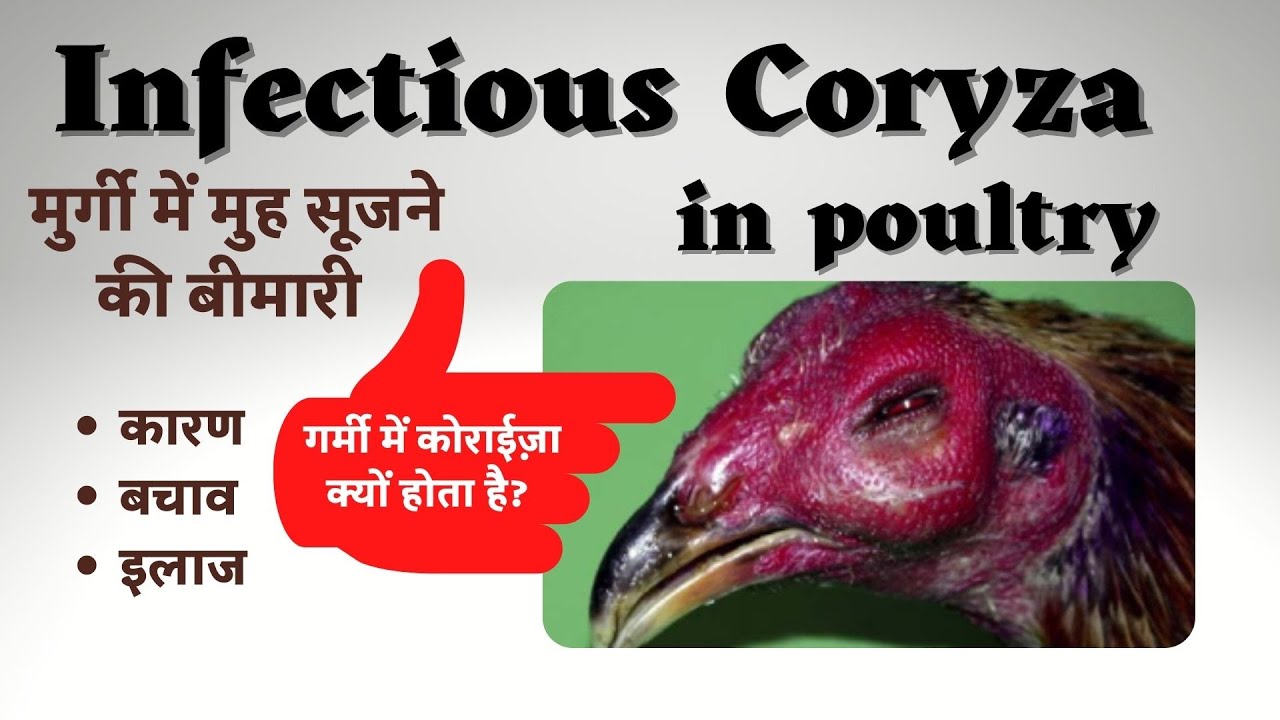 Infectious #Coryza Treatment BY ALCAEU & VIROCON in #Poultry Whatapp 9871584101