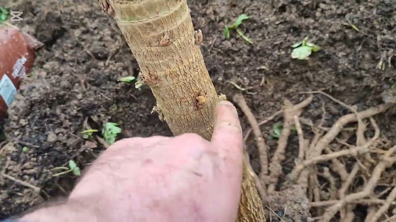 Transplanting Tetrapanax and Loquat 🌴🌳🌴