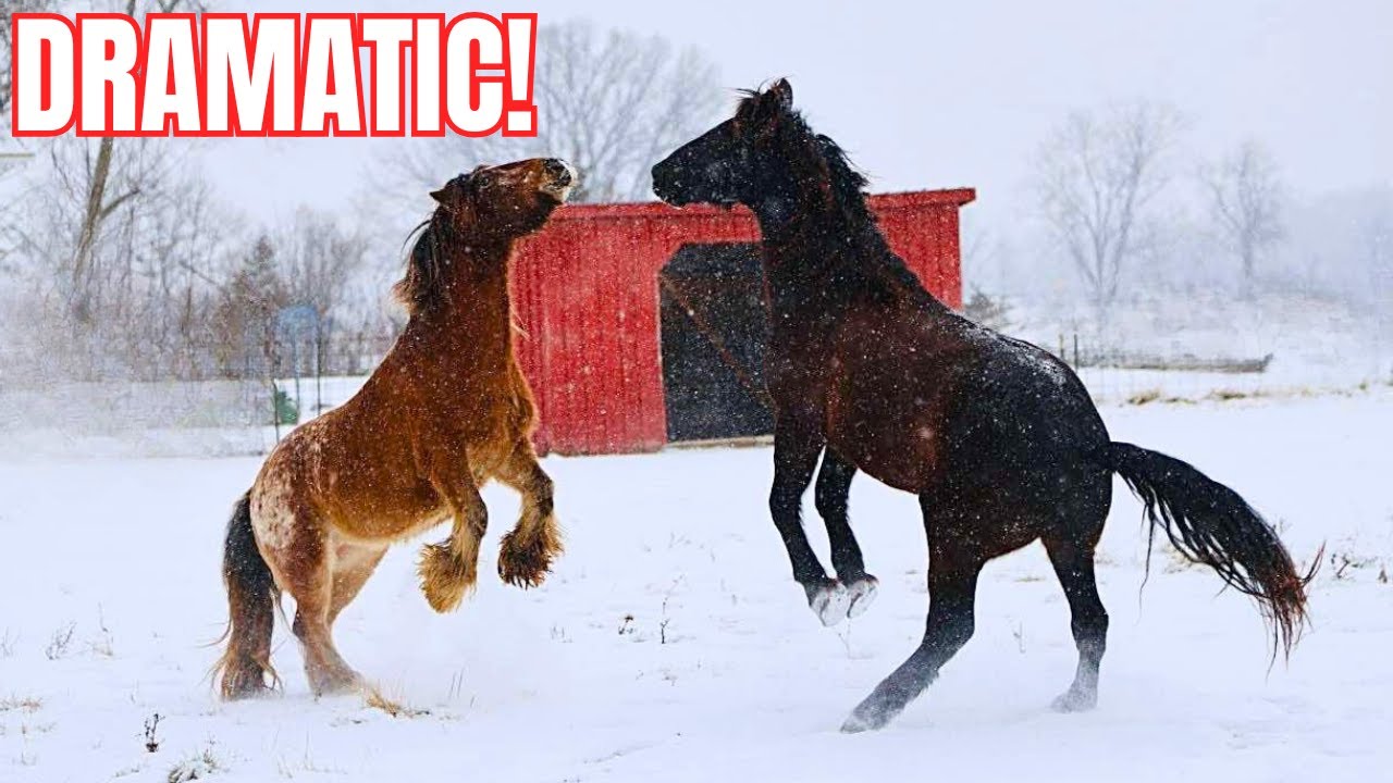 Extraordinary! My Beautiful Horses RUN FREE In The Snow!