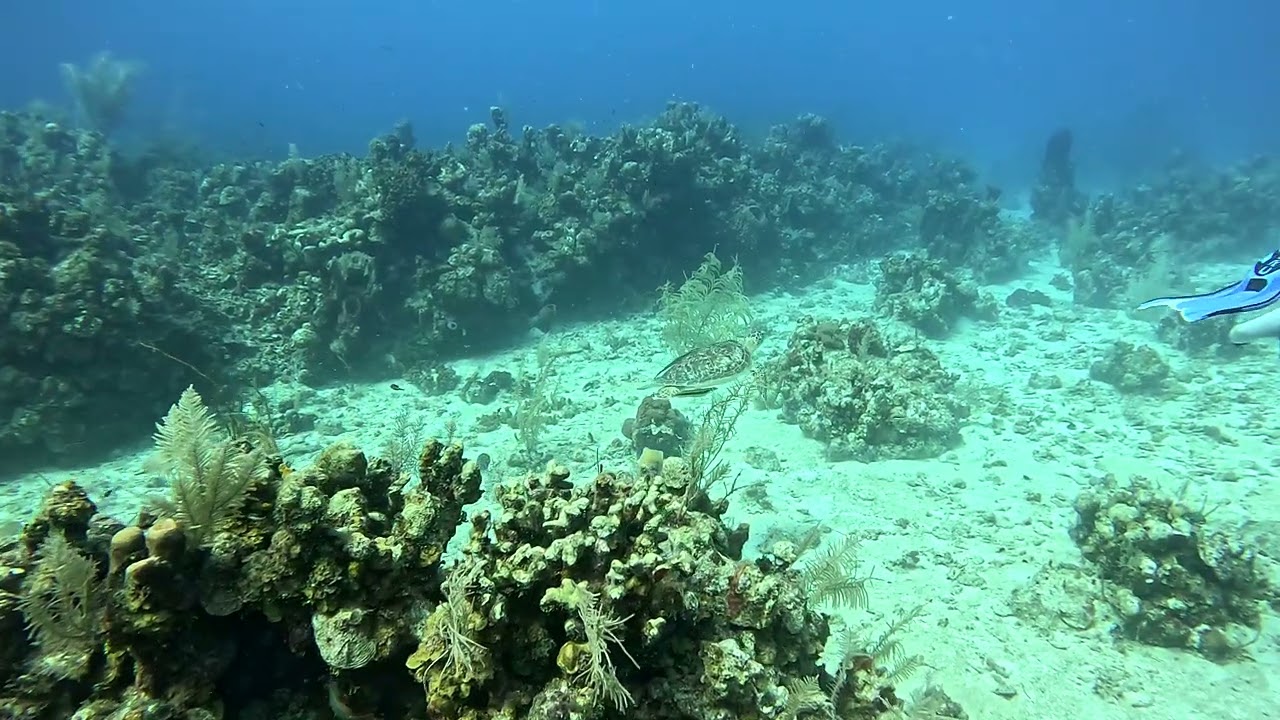 Roatan Green Turtle