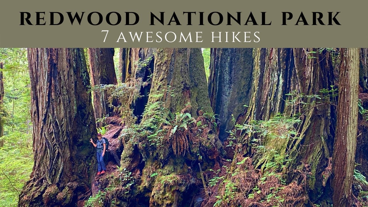 Redwood NP//Stout Grove, Boy Scout, Brown Creek, Hope, Tall Trees, Fern Canyon, James Irvine Trails
