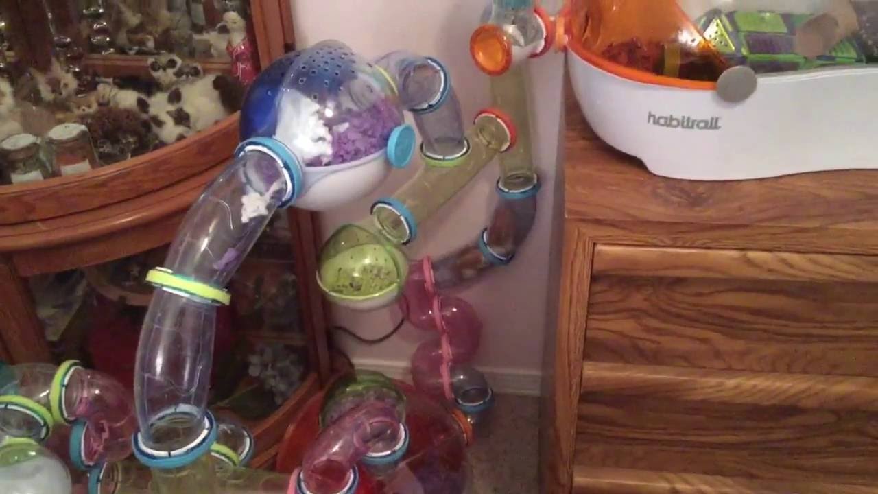 Syrian Hamster activity in my Habitrail Ovo setup October 2016