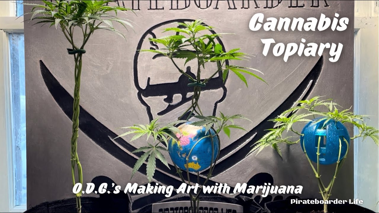 Cannabis Topiary&hellip;O.D.G.&rsquo;s Making Art with Marijuana Plants, Learning is Growing, Growing is Learning