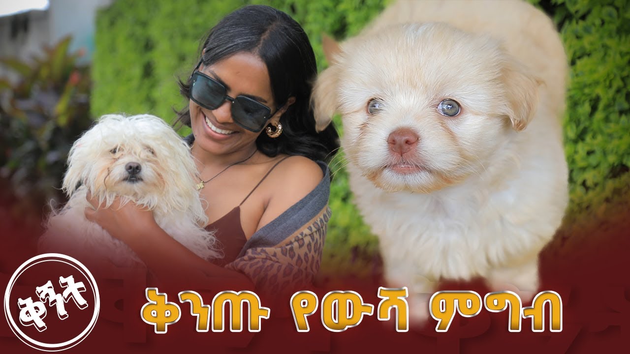 ቅንጡ የውሻ ምግብ