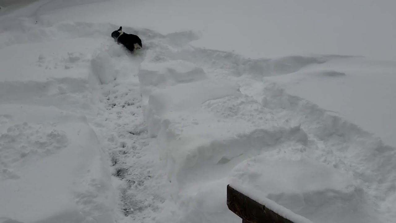 Auggie the Corgi gets the snow zoomies!