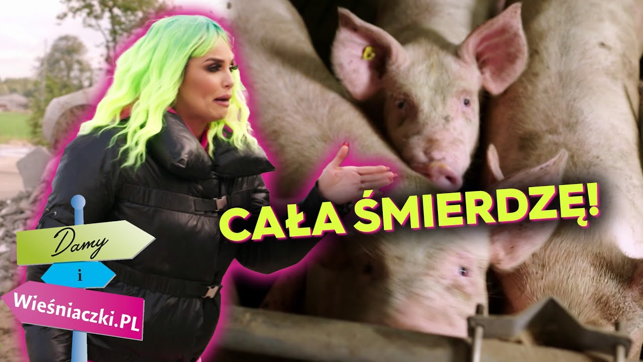 Dama nie chciała nawet PODEJŚĆ do świń! | Damy i Wieśniaczki