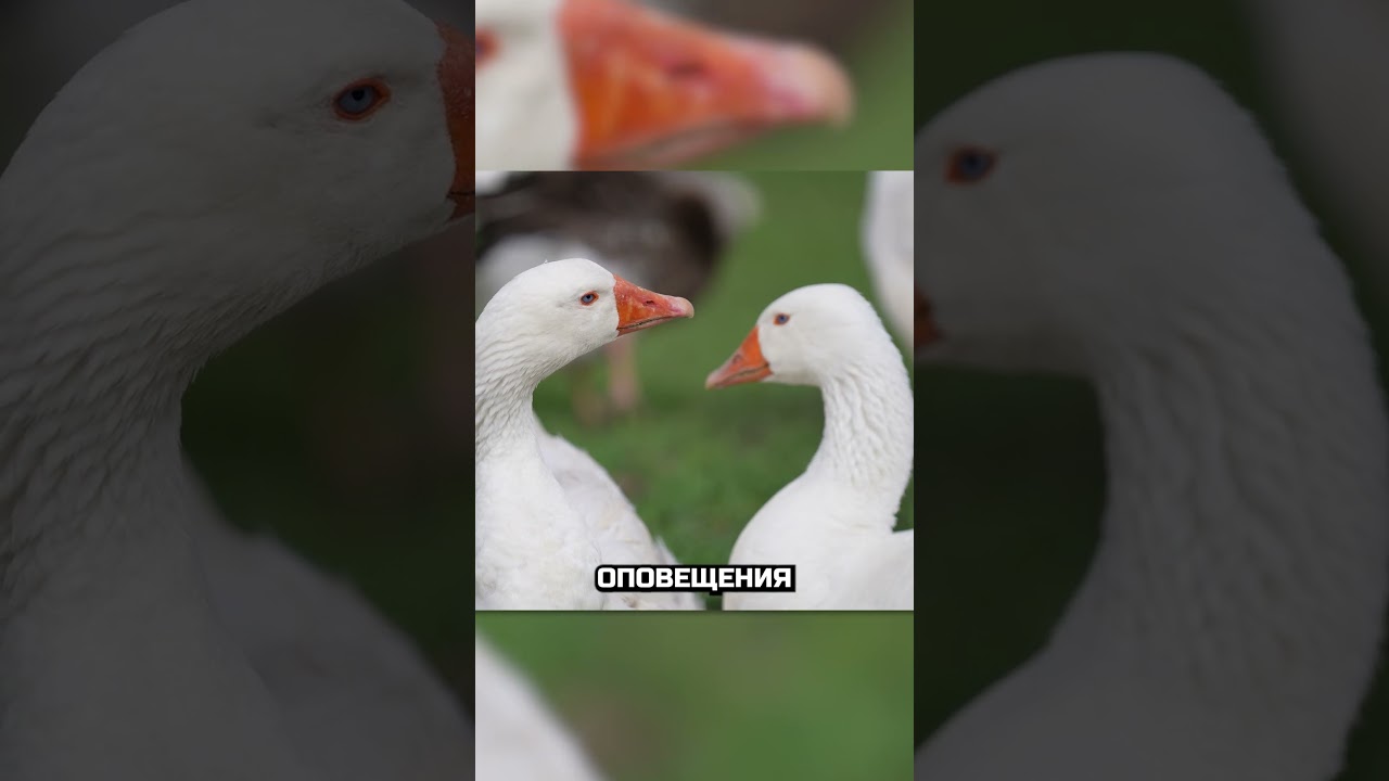 Гусь - гроза преступников 😎