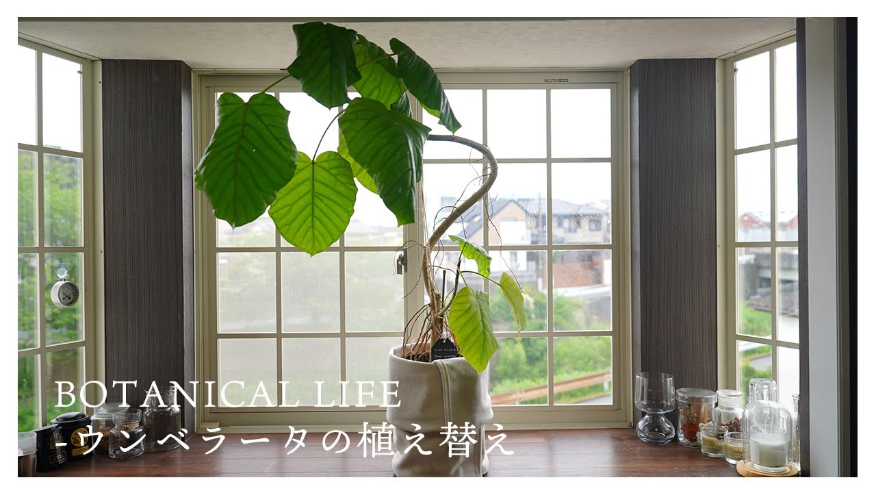 初めての透明スリット鉢...根詰まりしたウンベラータの植え替え