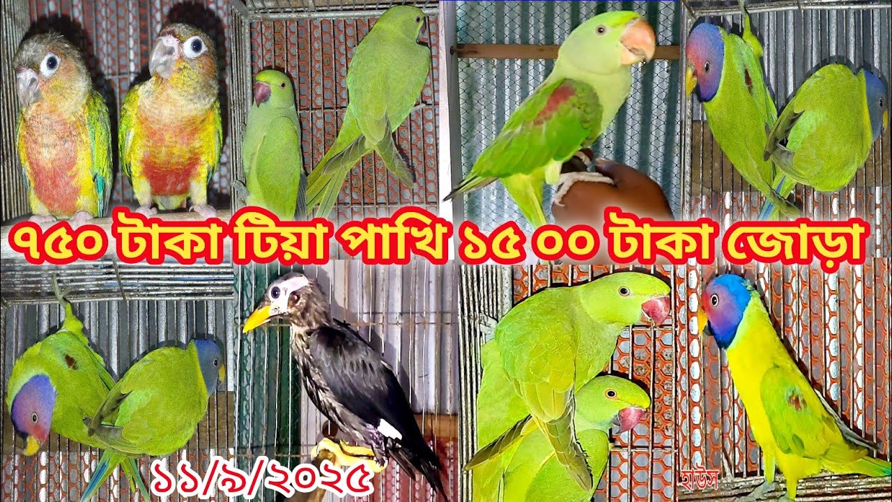 ৭৫০ টাকা টিয়া পাখি ১৫০০ টাকা জোড়া হীরামন টিয়া পাখির দাম Tia Pakhir Dam|Parrot Price InBangladesh