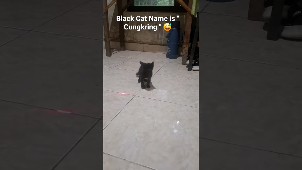 Funny Black Cat is name " Cungkring " 😄 