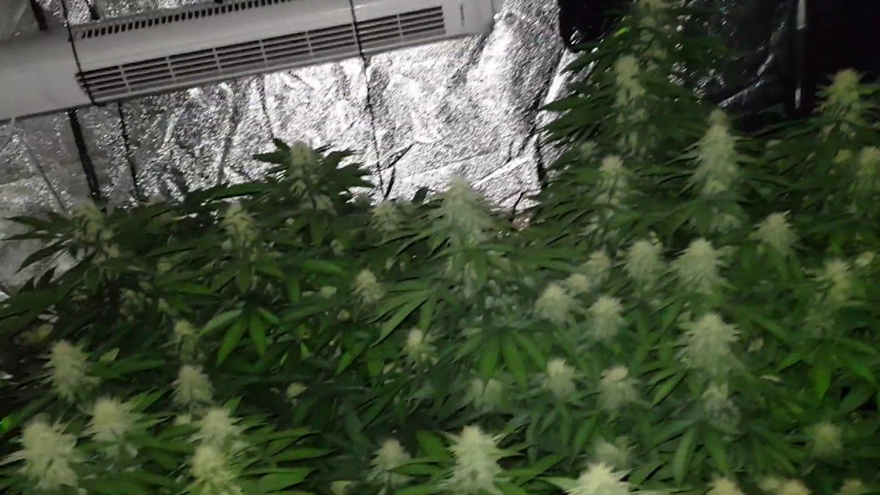 Agent Orange day 30 flower
