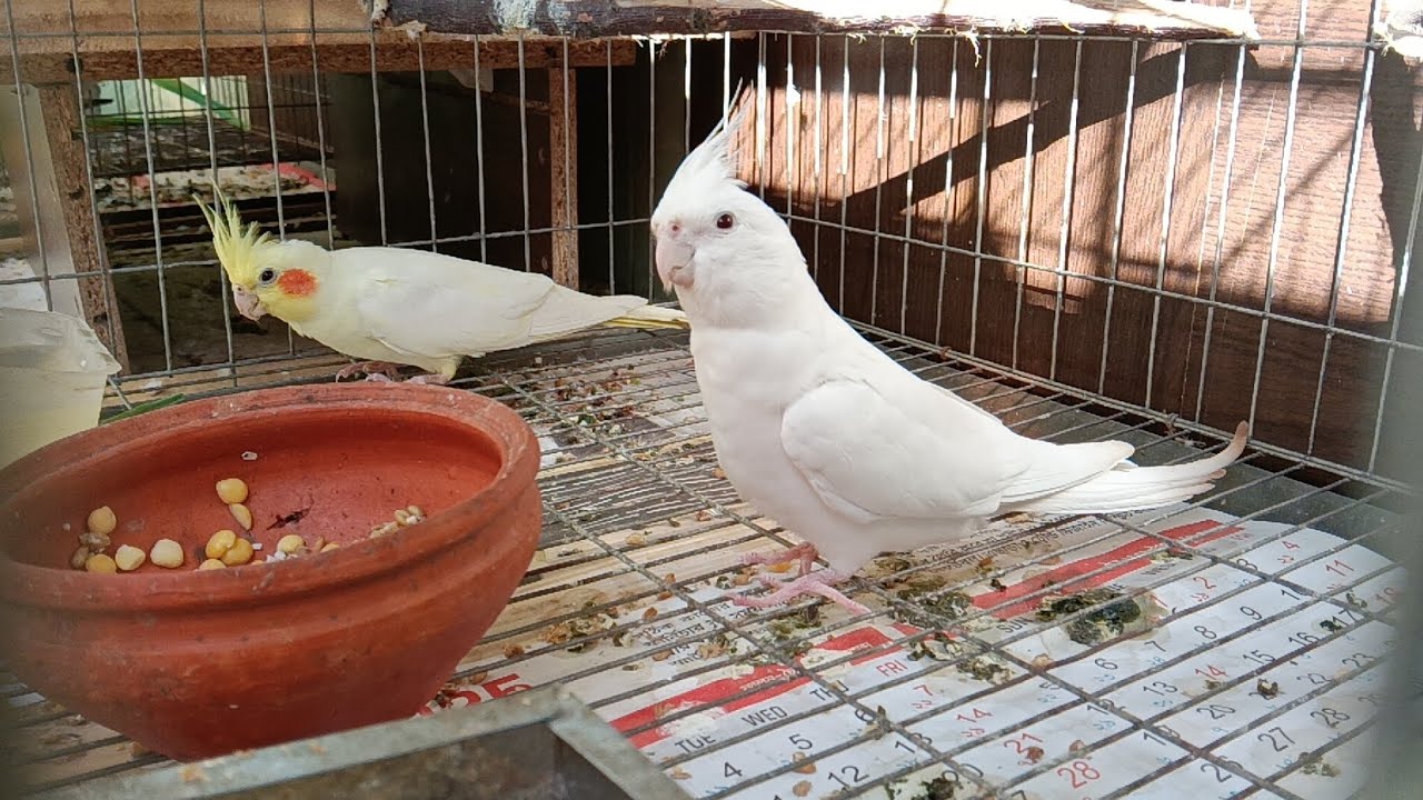 Cockatiel eating 