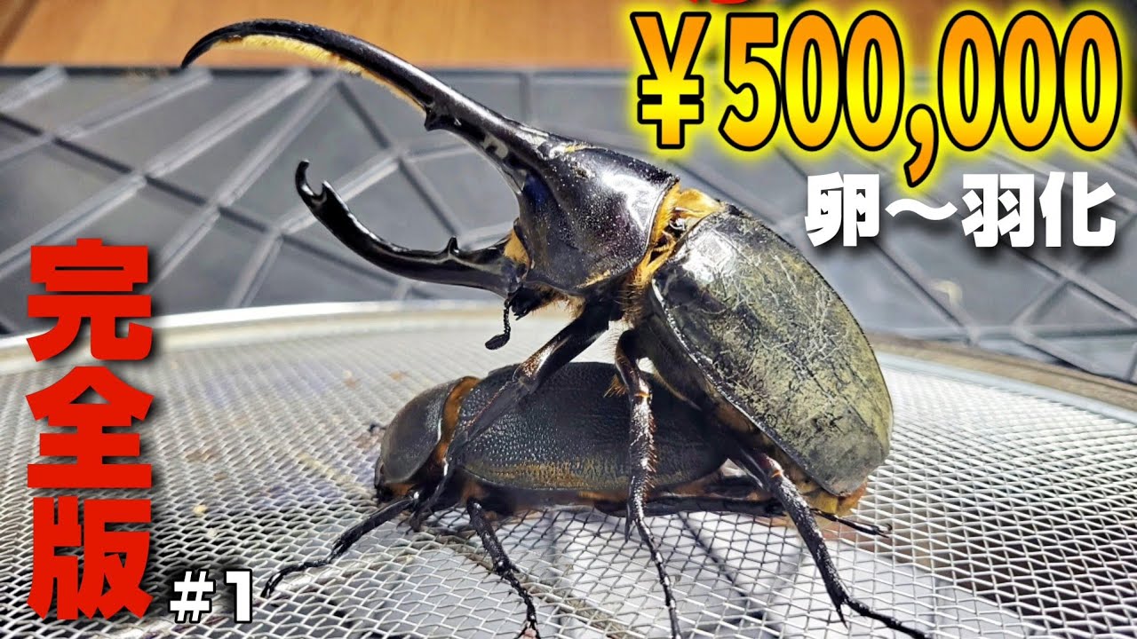 18年ぶりに入荷したヘラクレスリッキーブルーの繁殖〜羽化までの軌跡【前編】