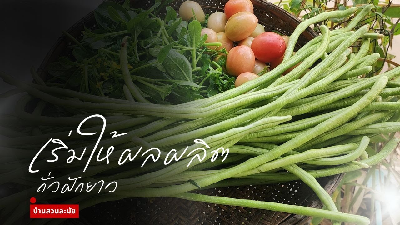 ผลผลิตจากถั่ว...ฝักยาว