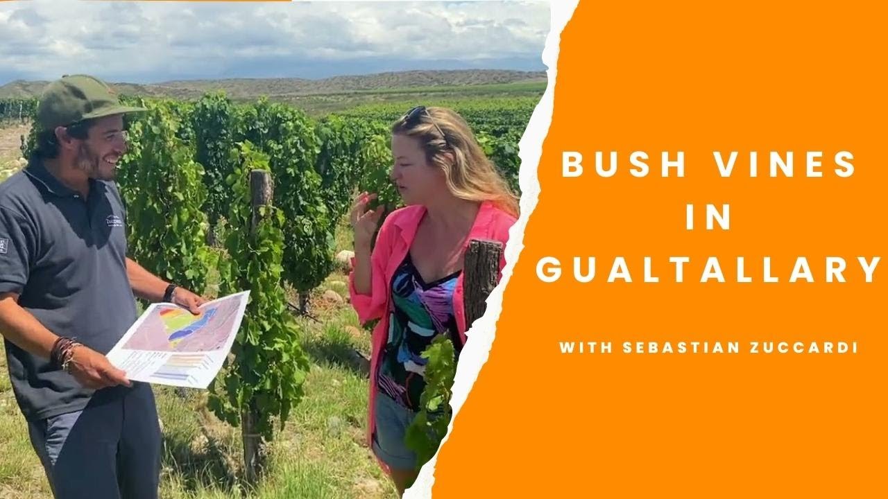 All about Zuccardi's newest vineyard in Gualtallary with winemaker Sebastián Zuccardi