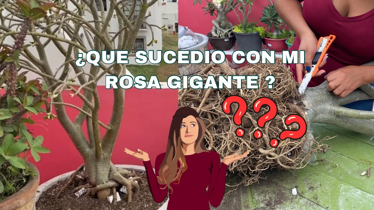 Que paso con mi rosa del desierto gigante???