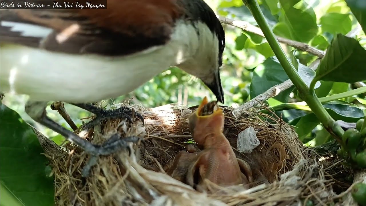 Bird Nest With 2 Baby Birds, Parent Birds Feed Their Babies