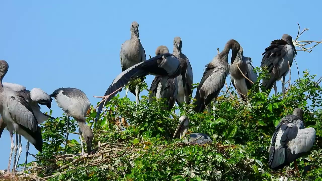 Bird Sanctuary Preserving Habitat ,Peaceful and Relaxing  00173