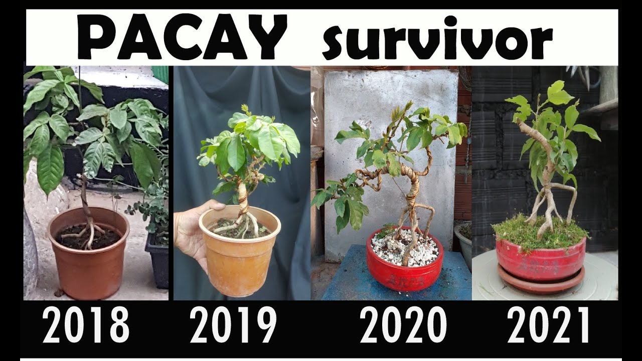 PACAY - BONSAI FRUTAL - SURVIVOR