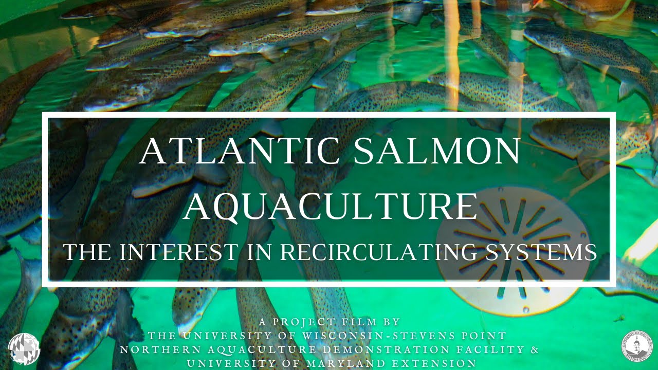 Atlantic Salmon Aquaculture: The Interest in Recirculating Systems