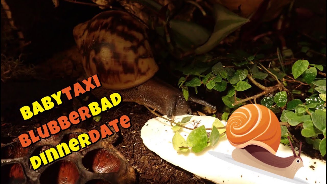 Schleimspuren der Woche 🐌 | Babytaxi, Blubberbad & Dinner-Date | Achatschnecken