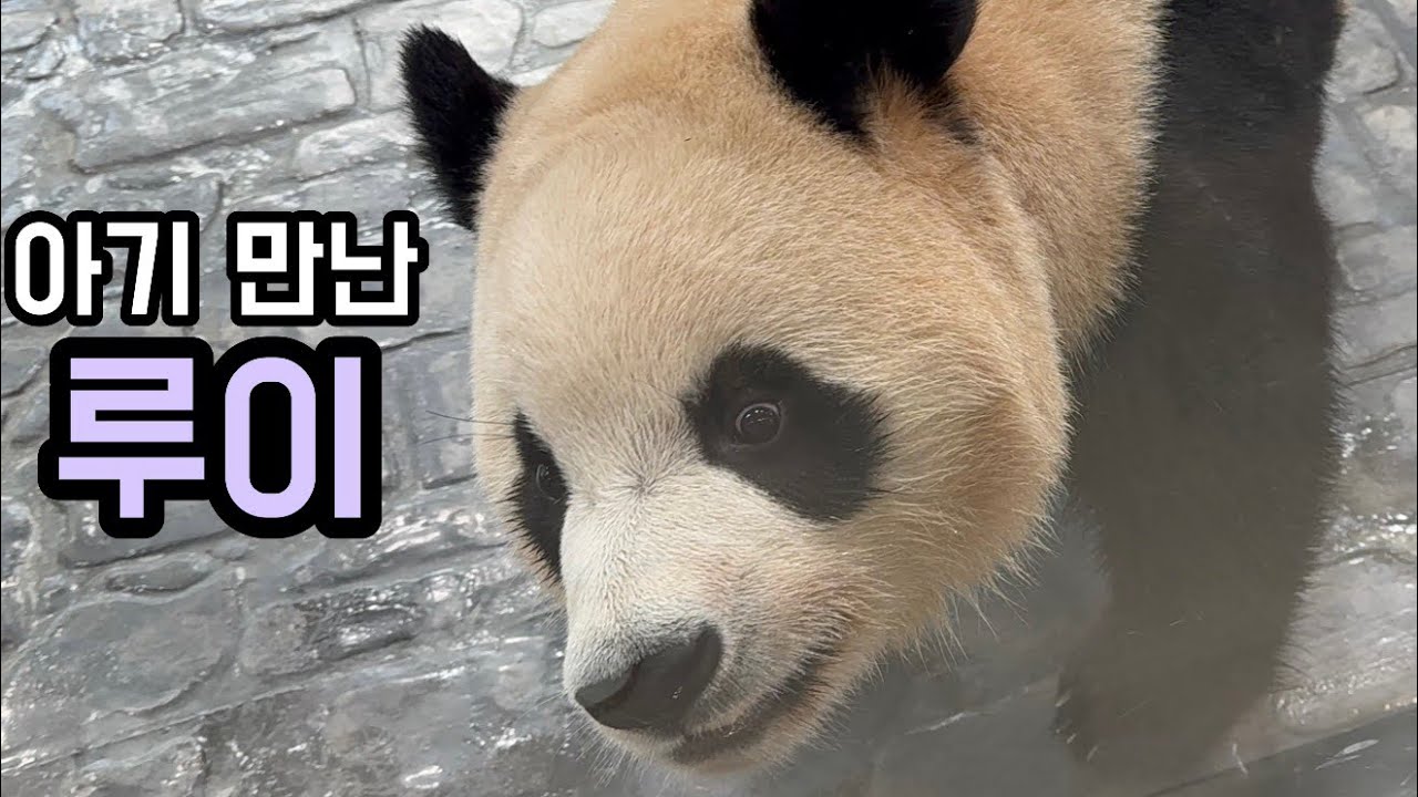 아기는 못 지나치는 루이👶🏻💜