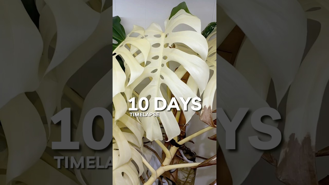 Highly Variegated Monstera Albo Timelapse