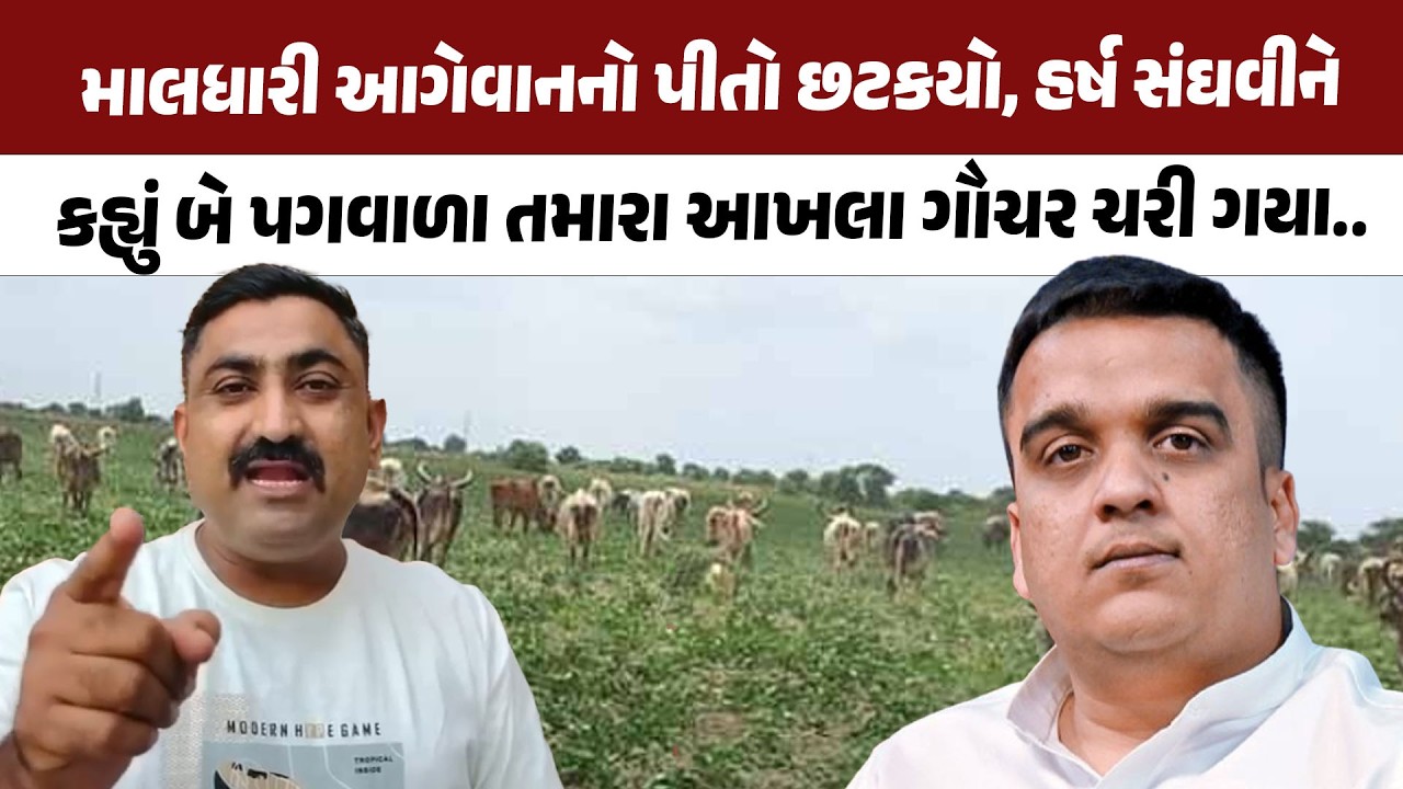 Harsh Sanghvi ના નિવેદન પર માલધારી આગેવાને કહ્યું બે પગવાળા તમારા આખલા ગૌચર ચરી ગયા...