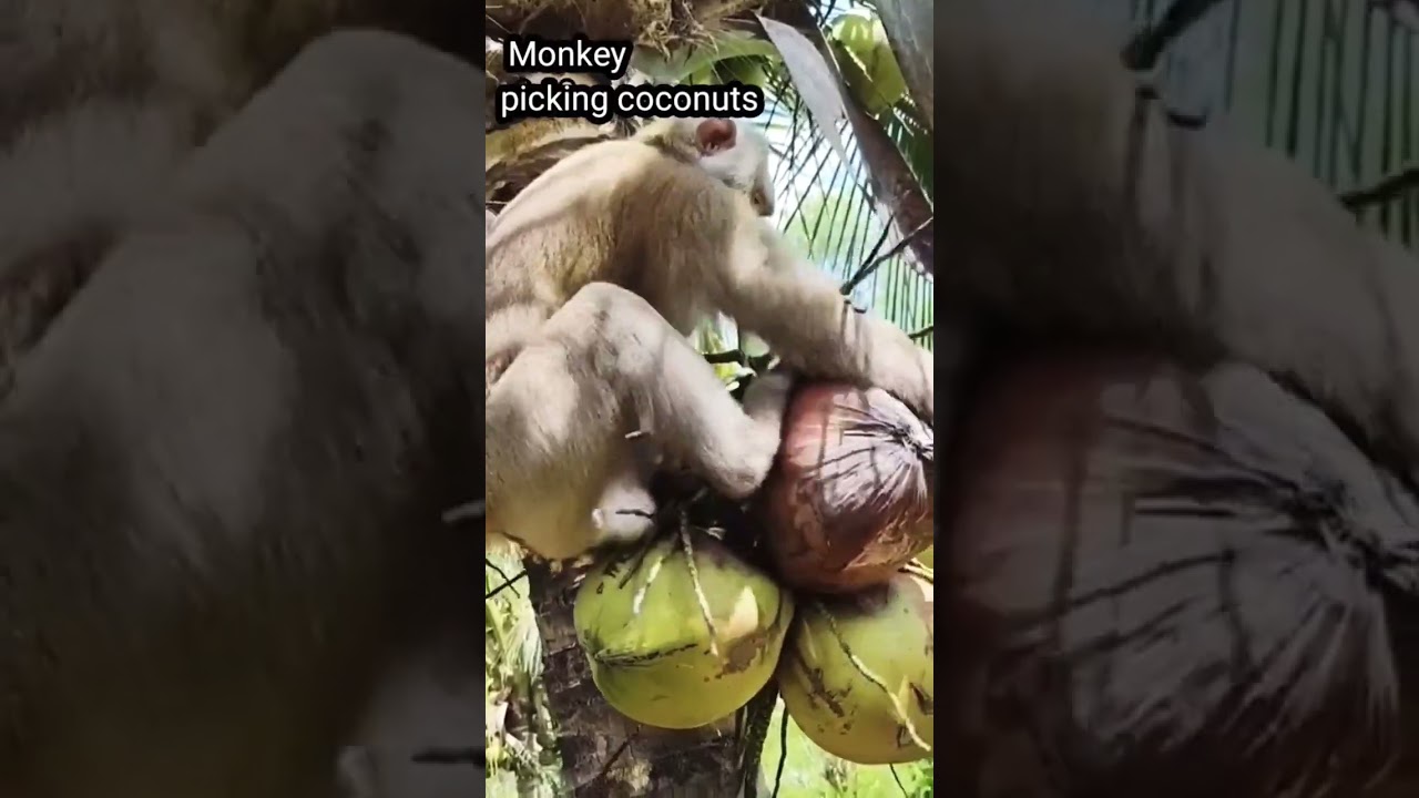 Super fast Monkey picking coconuts #monkey #short