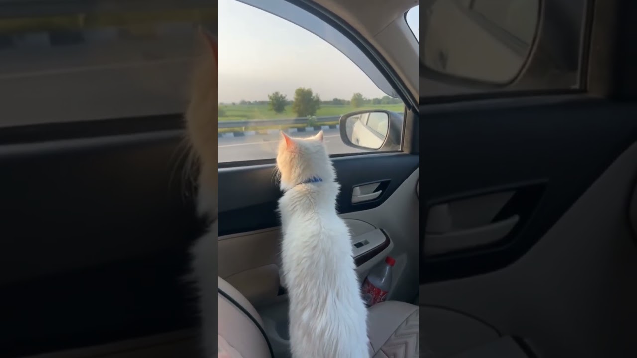 Trixy Lost in the View 😻 | #TrixyMoments @PetVlog#ViewWatch #CalmVibes@PetTime@ChillWithPets