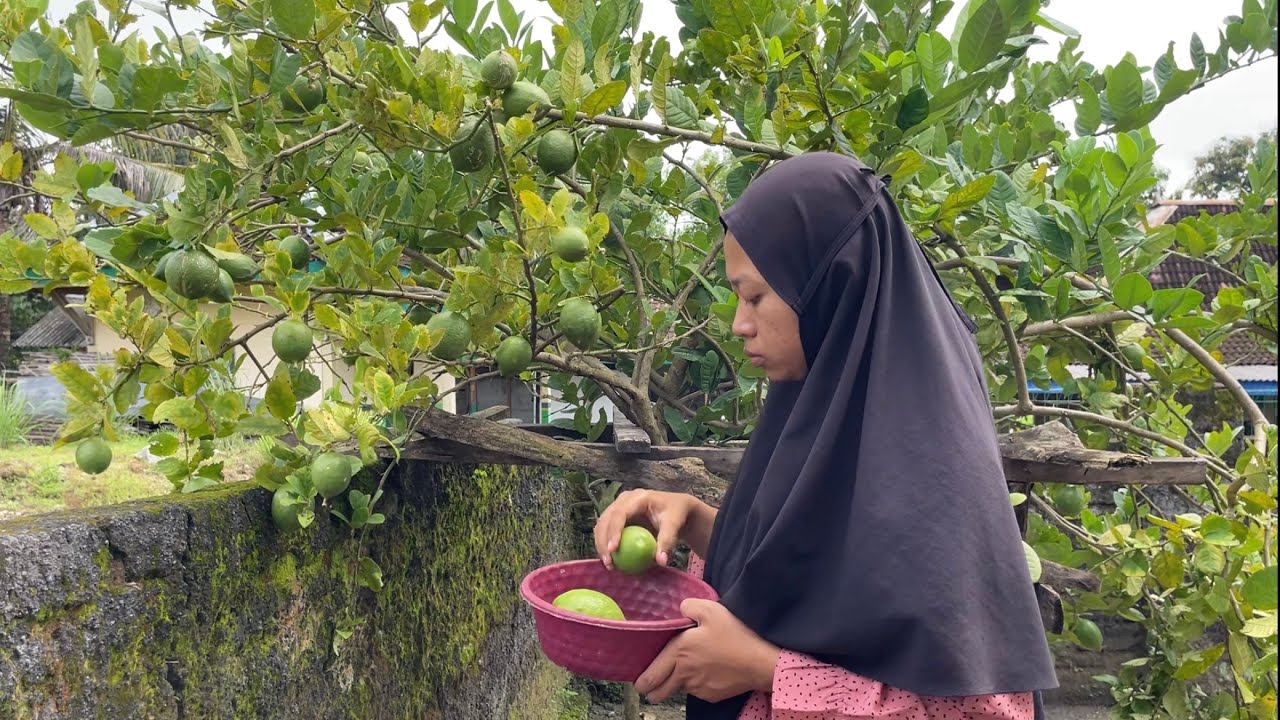 Petik Jeruk Lemon (Lemon), Buat Es Teh Lemon, Masker Madu Lemon dan Bersihin Rambut