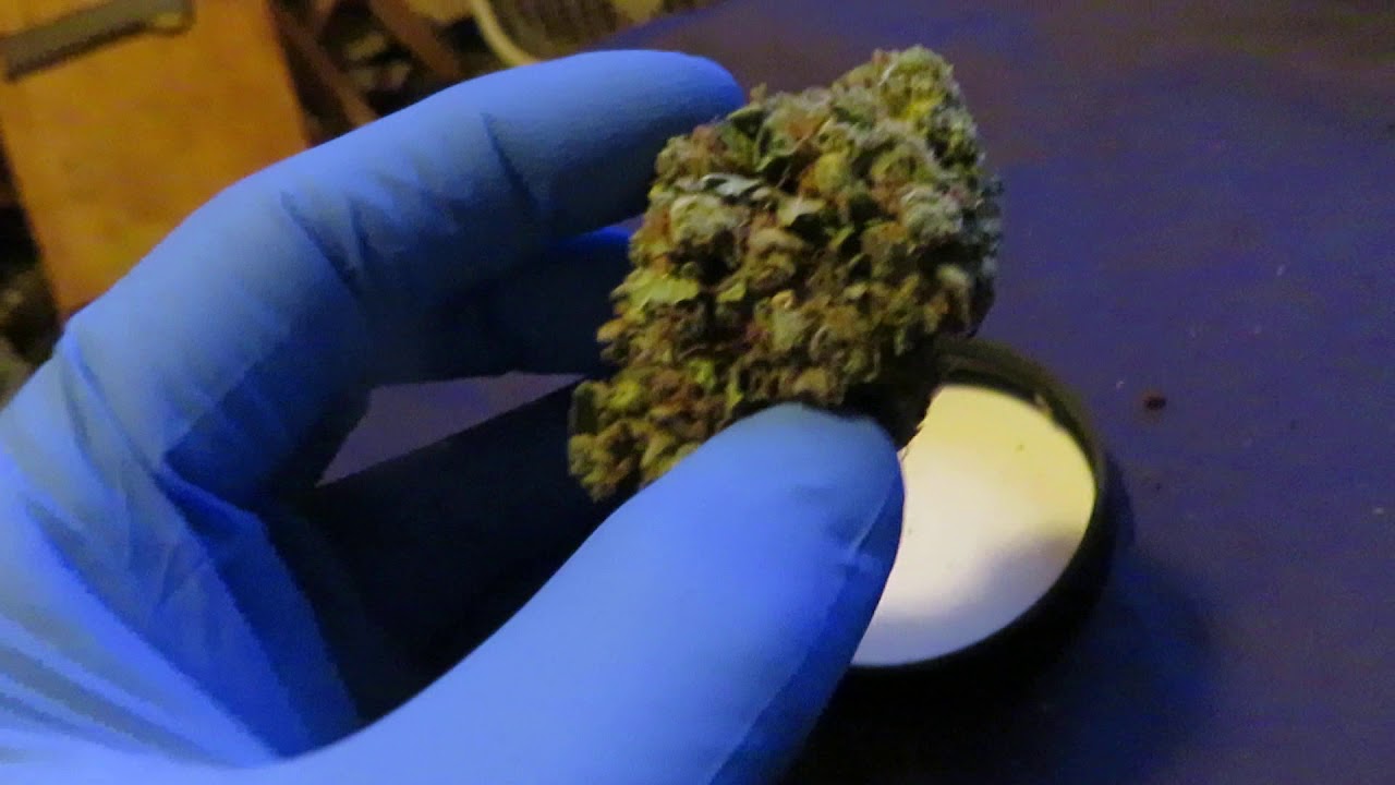 Stardawg @ 31.6% THCA