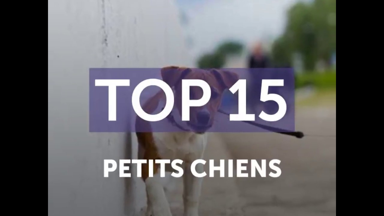 TOP 15 Petits chiens