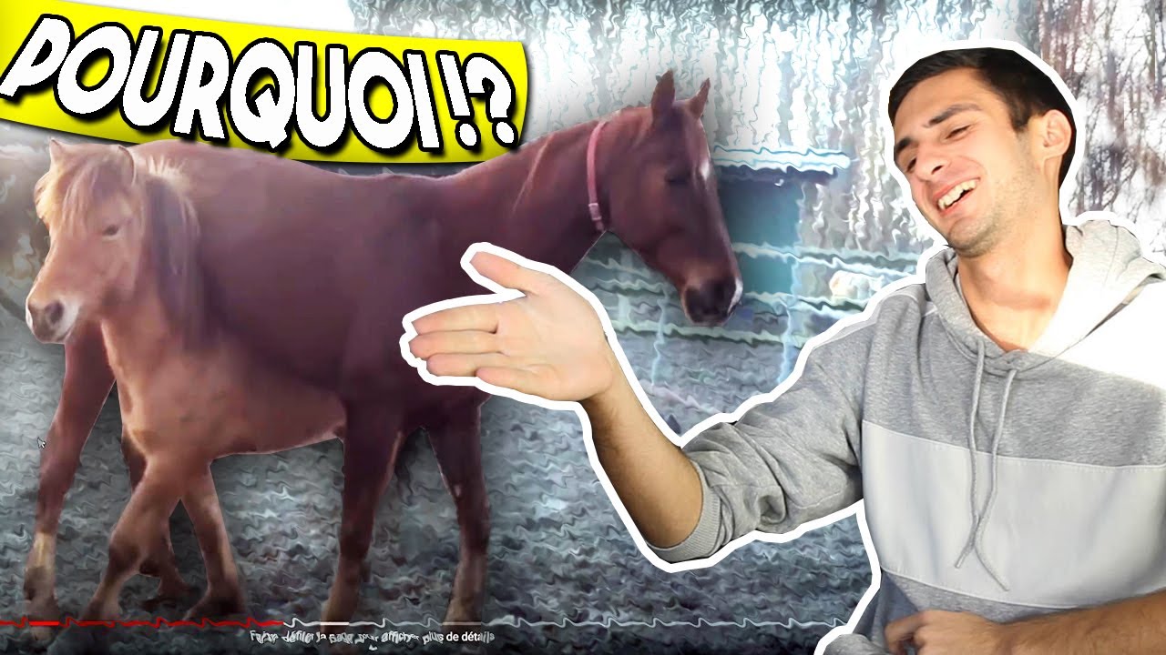 TU RIS, TU PERDS ! Les chevaux les plus bêtes