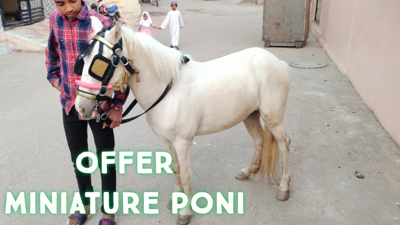 miniature poni white horse in Hyderabad balapur | white mare | tattu ghodi hyd