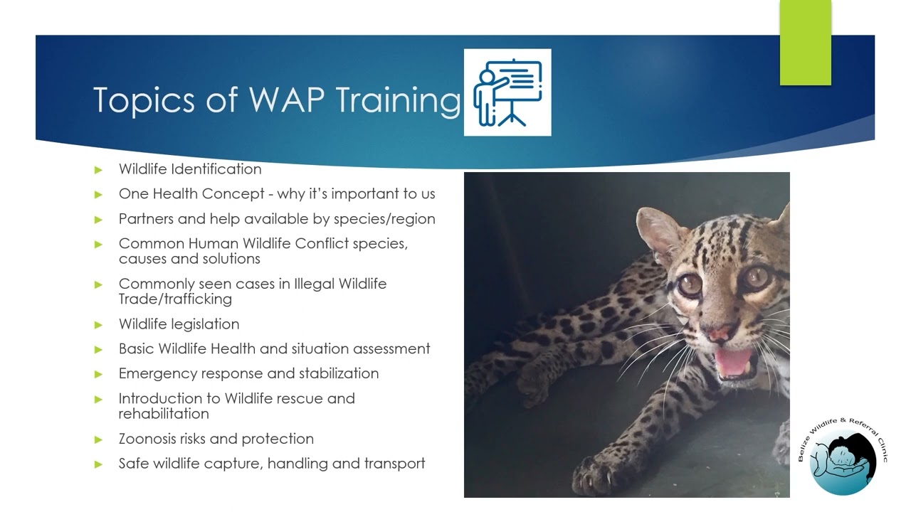 Introduction to the Wildlife Ambassador Program (WAP)