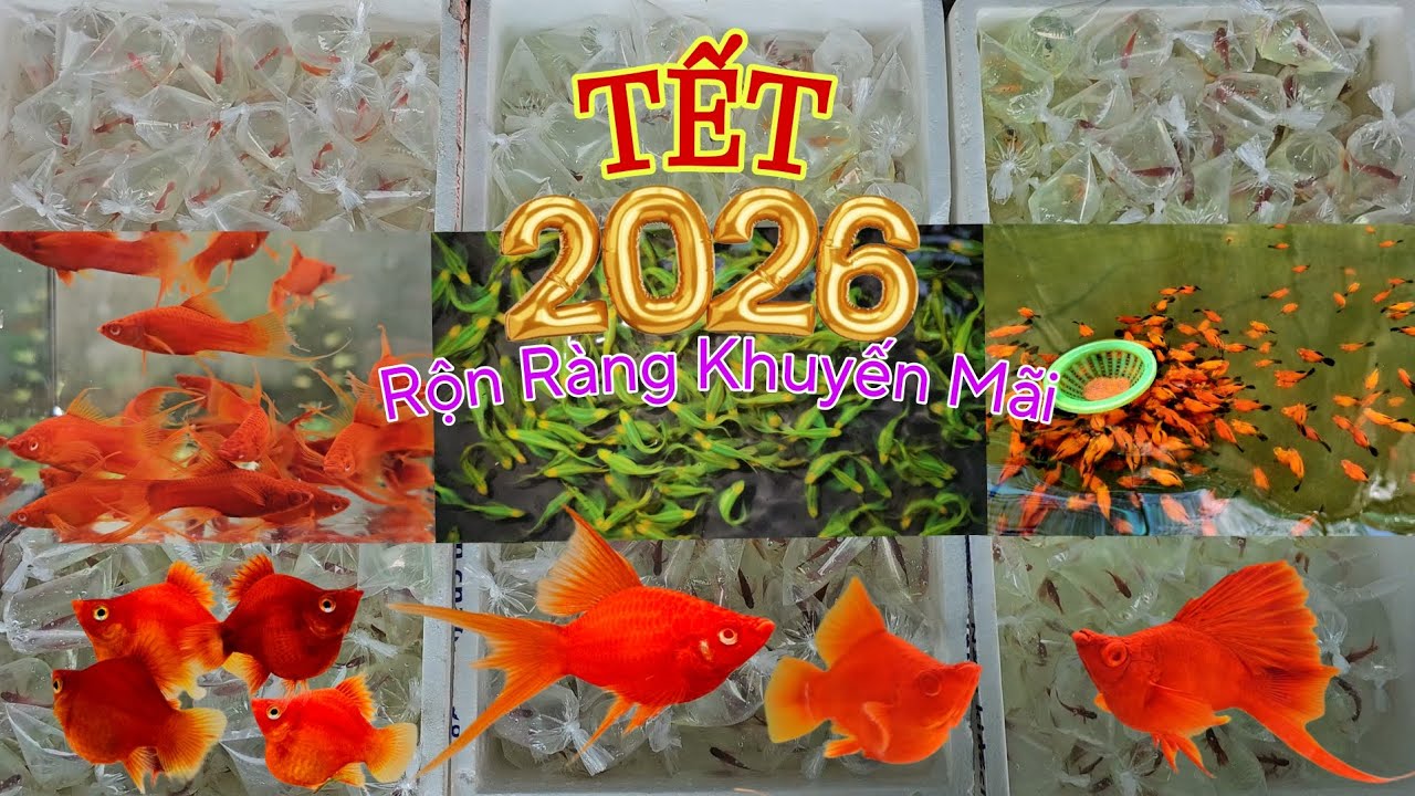 Xã trại dòng Huyết Kiếm, Sọc Ngựa Cánh Tiên Dạ Quang, Mún Đỏ Highfin, Mún Lửa☆0795898698