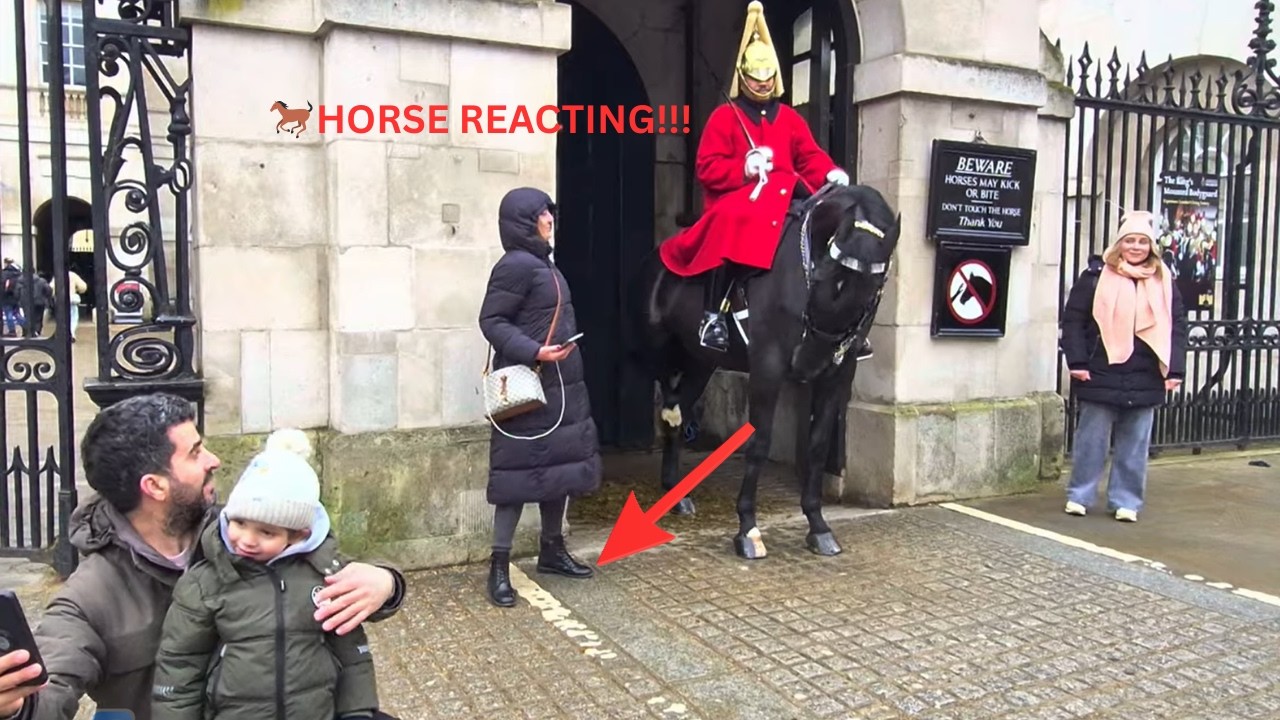Tourist MISTAKES ❌❌❌ stepping inside the guard box  — Horse Reacts