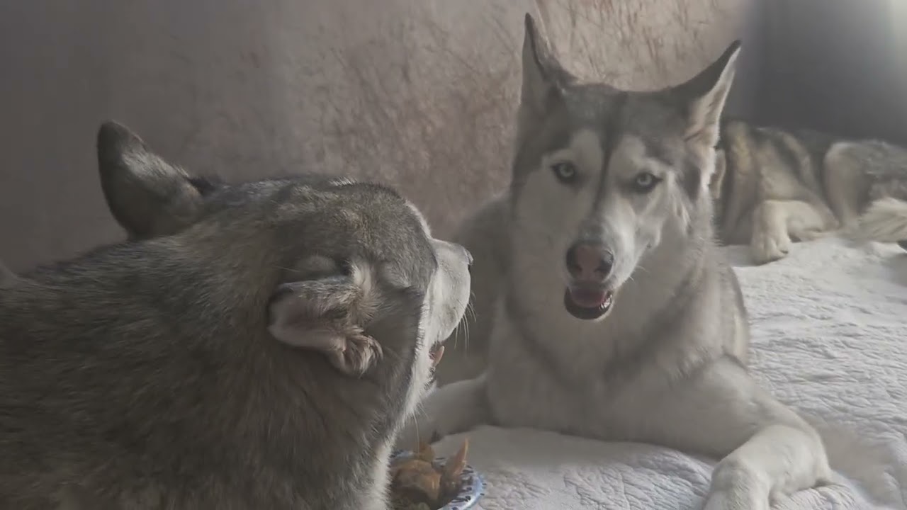 Do you dare to eat my food