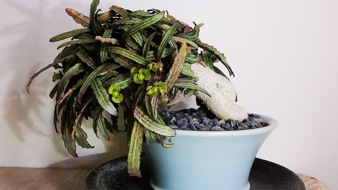 Euphorbia francoisii bonsai