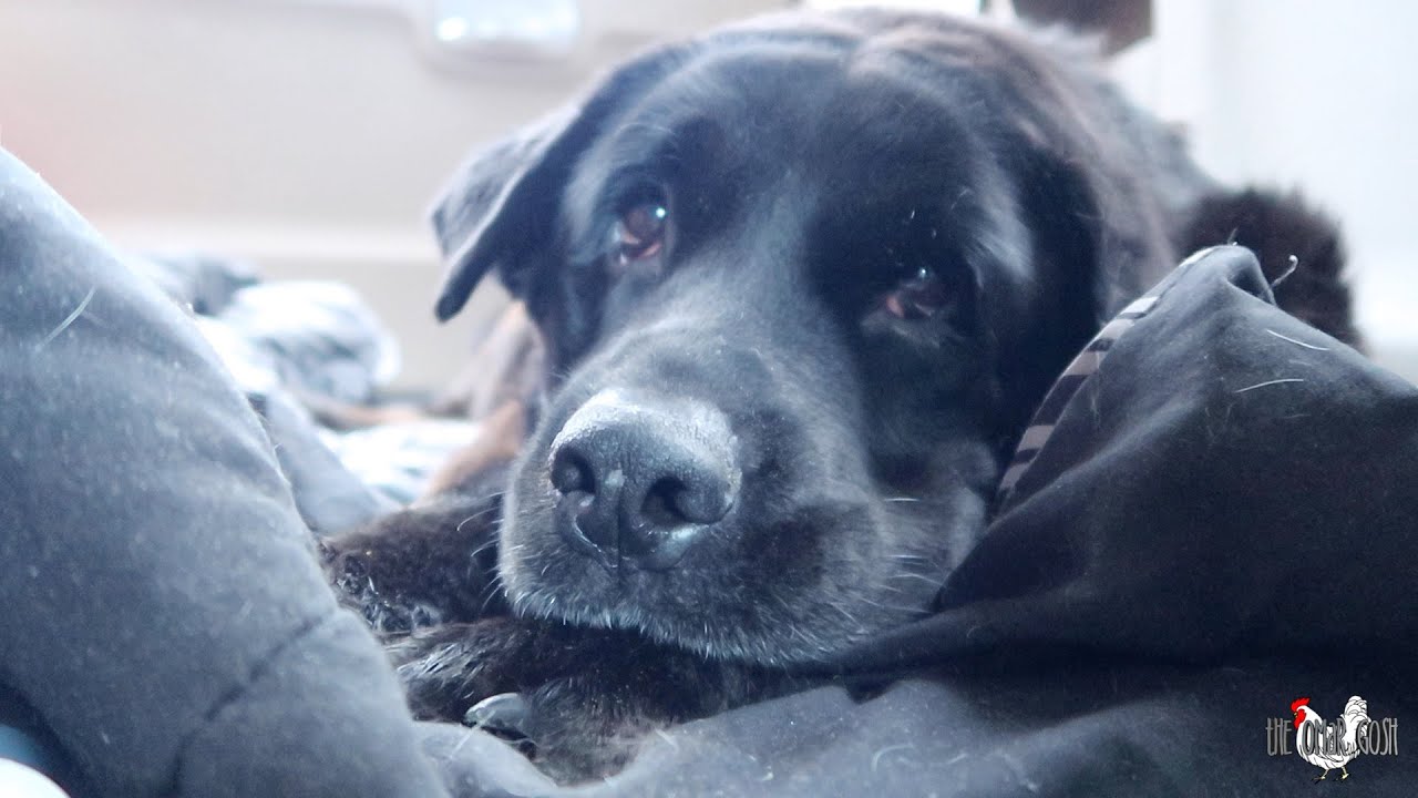 Being Euthanized For Shedding - Real Life Dog Rescue