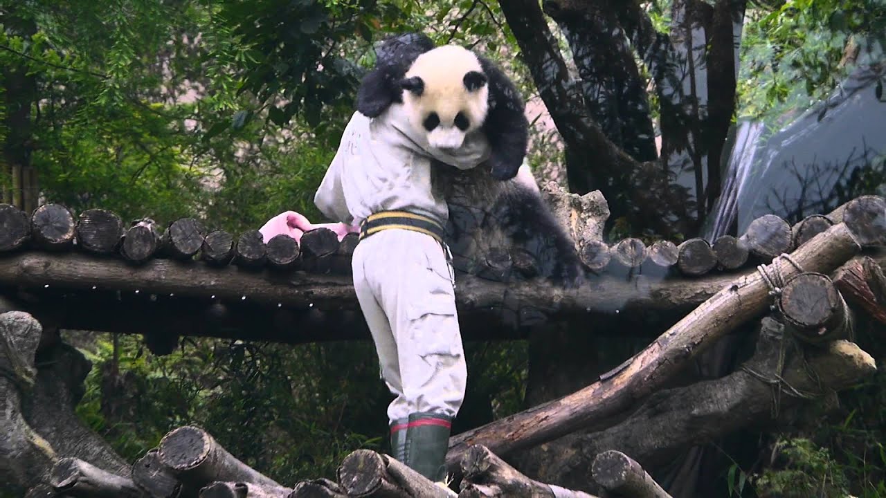 2014-5-3 圓仔撒嬌要用抱的收回去