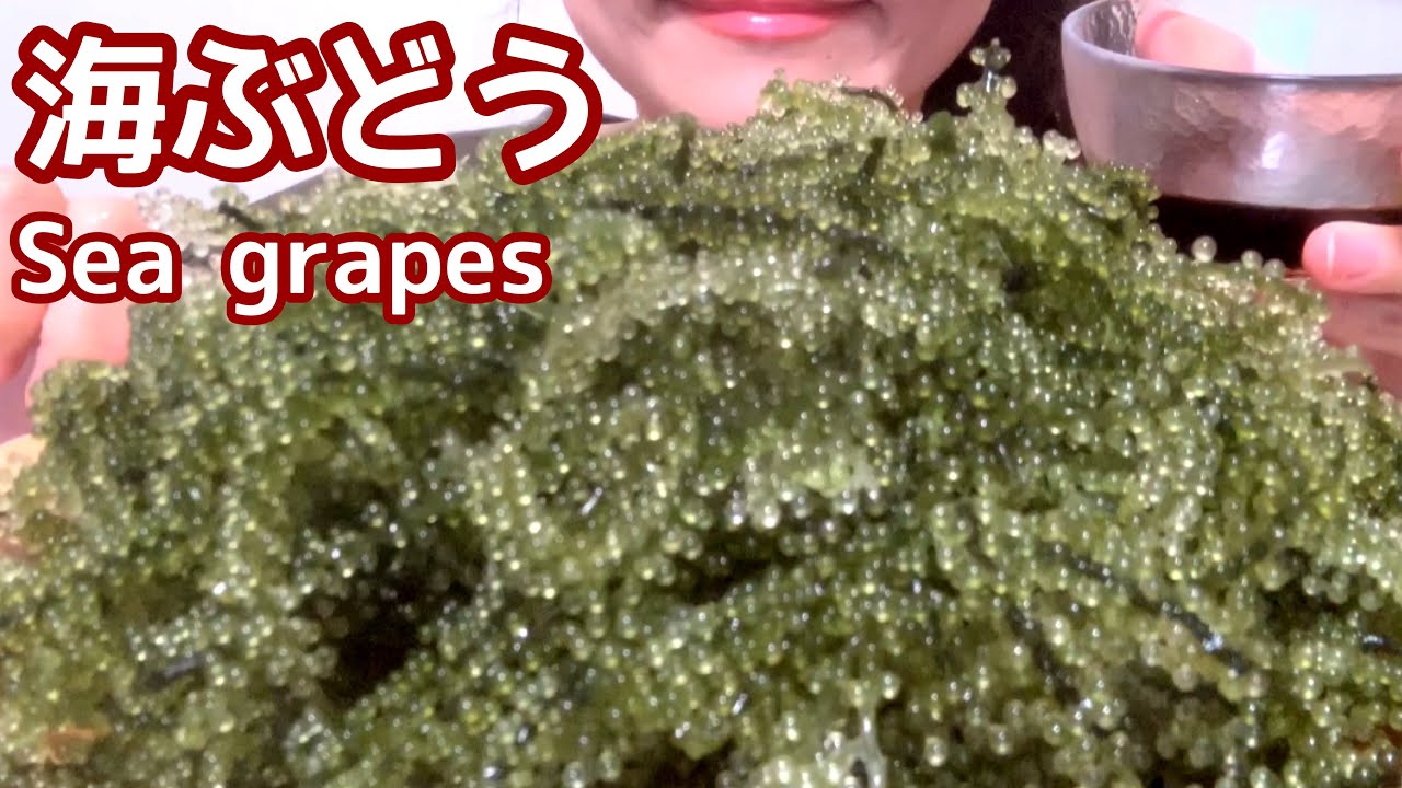 [eating sounds/咀嚼音]海ぶどうを食べる＊Sea grapes[MUKBANG]