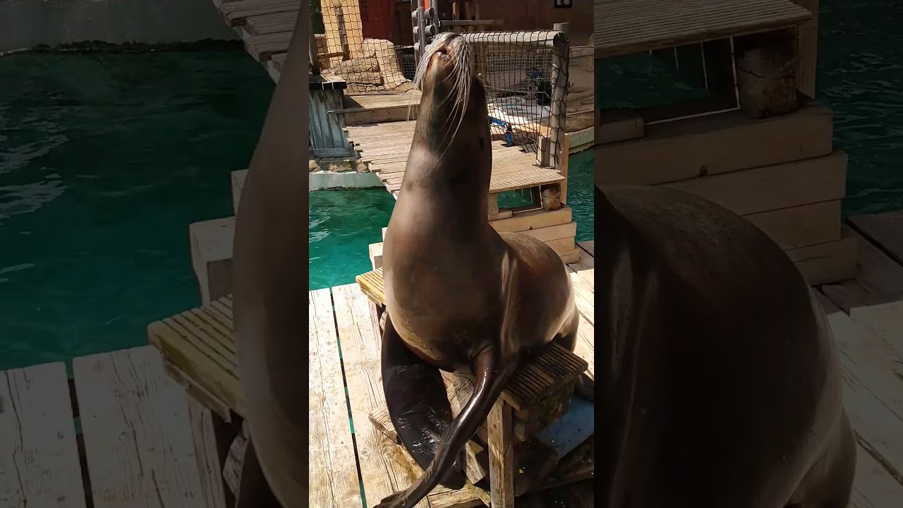 #shorts Sealion opens it's mouth, claps and poses 😍😍😍