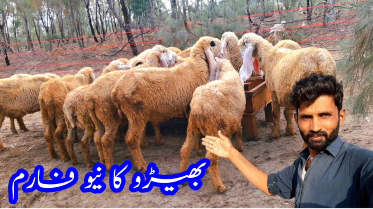 Khokhar kajla sheep farm ka new setup Bhakkar 