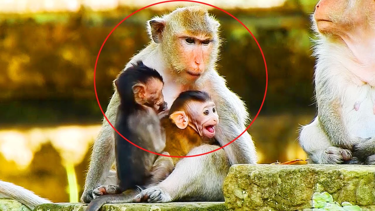 Jazzy & Brindy Baby Monkeys Were Taken Care So Well, Brindy Monkey Cry So Loudly...Why?