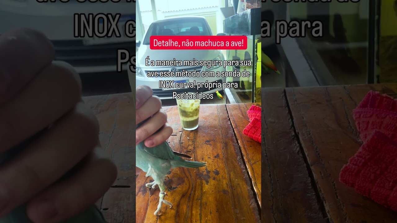 🦜 M&eacute;todo correto de tratar de filhotes de Psitac&iacute;deos, com a sonda de Inox Curva! N&atilde;o machuca a ave