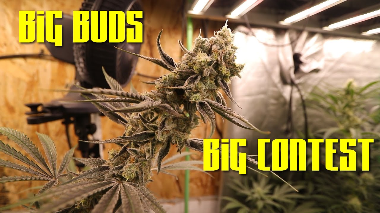 Ideal cannabis dry space, new contest announcement, Discord. #marshydro #ilgm