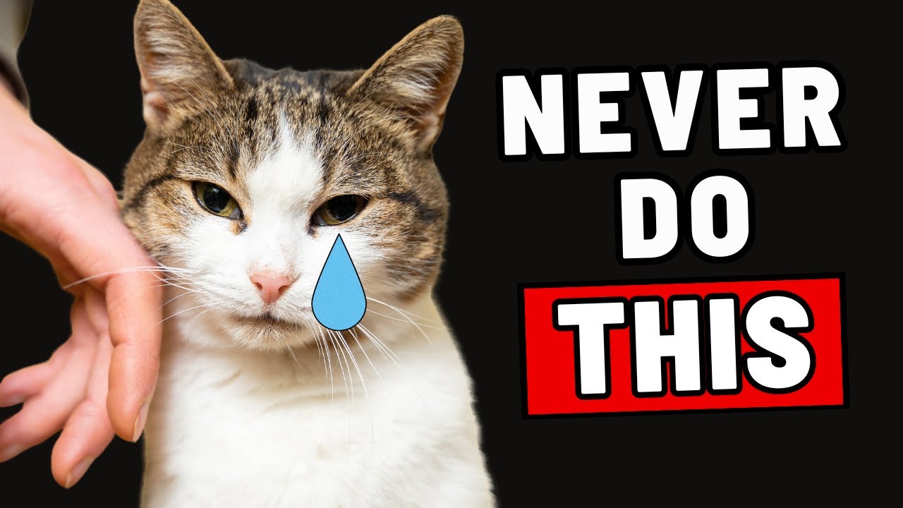 Things Your Cat Will Never Forgive (1 HOUR)