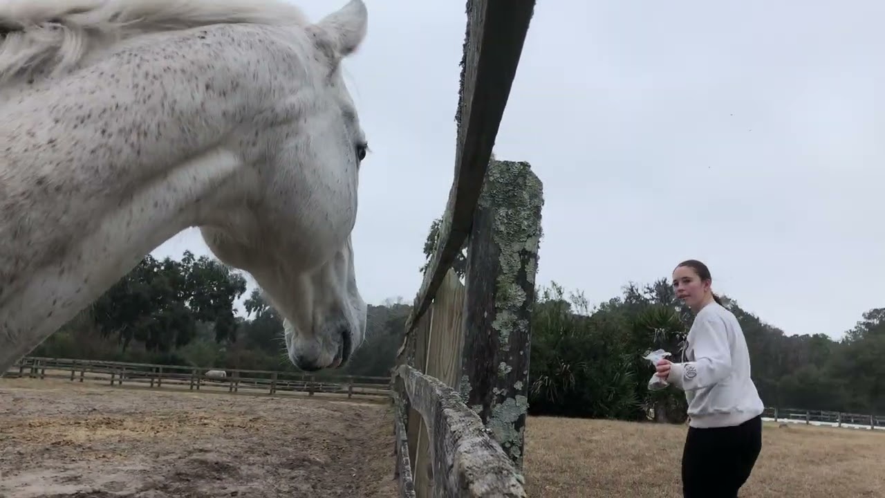 Full raw video of my newest short!! Fun day with Shep and Molly!💙💙💙🩵💙🩵💙🩵🩵💙